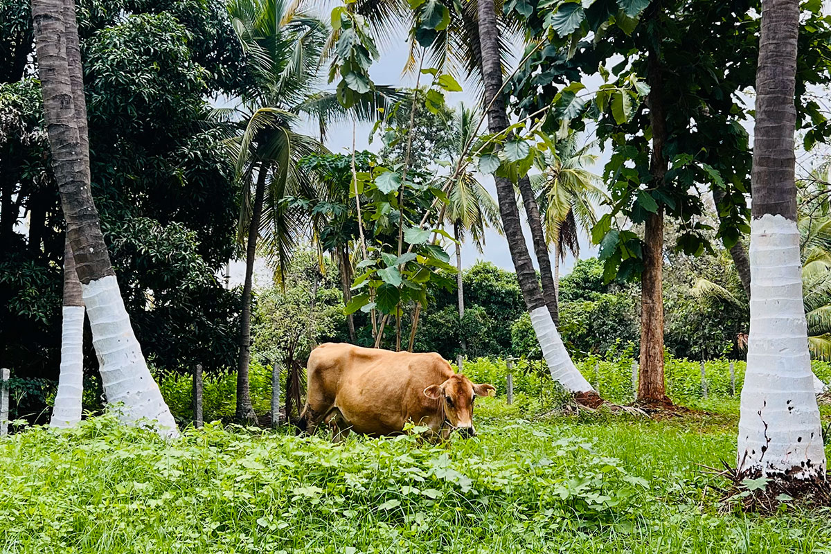 Farm Landscape